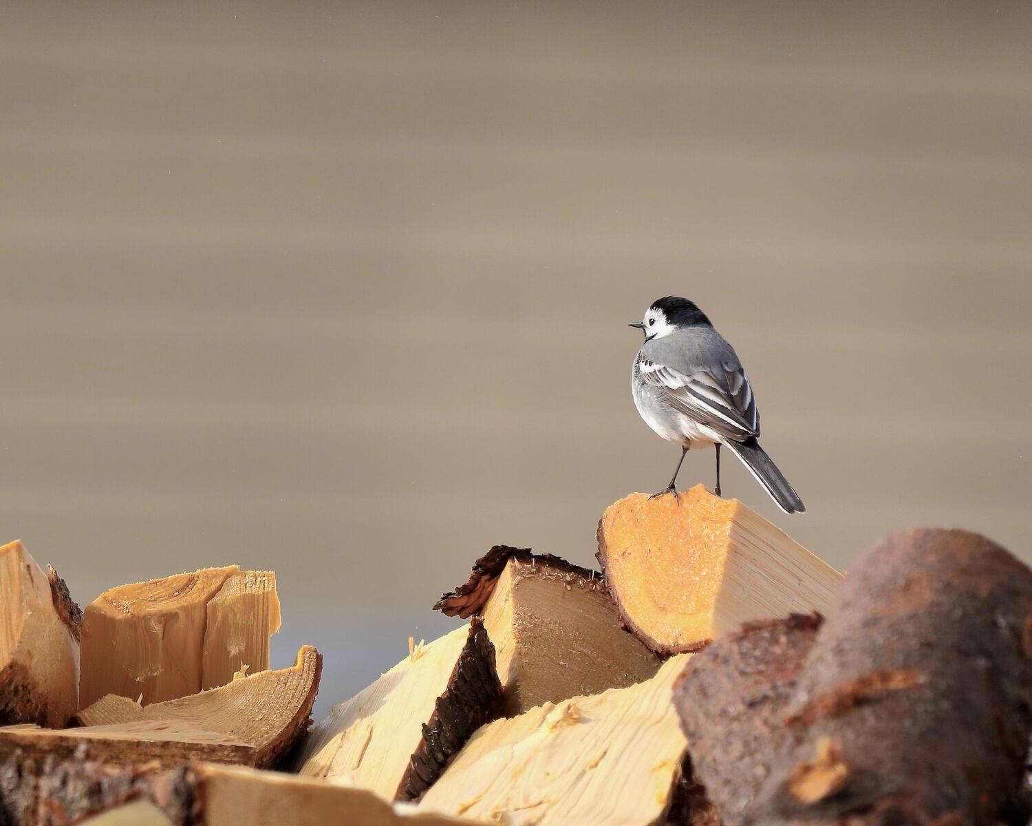 птицы, природа, весна, трясогузка, белая, фотоохота, Титов Александр