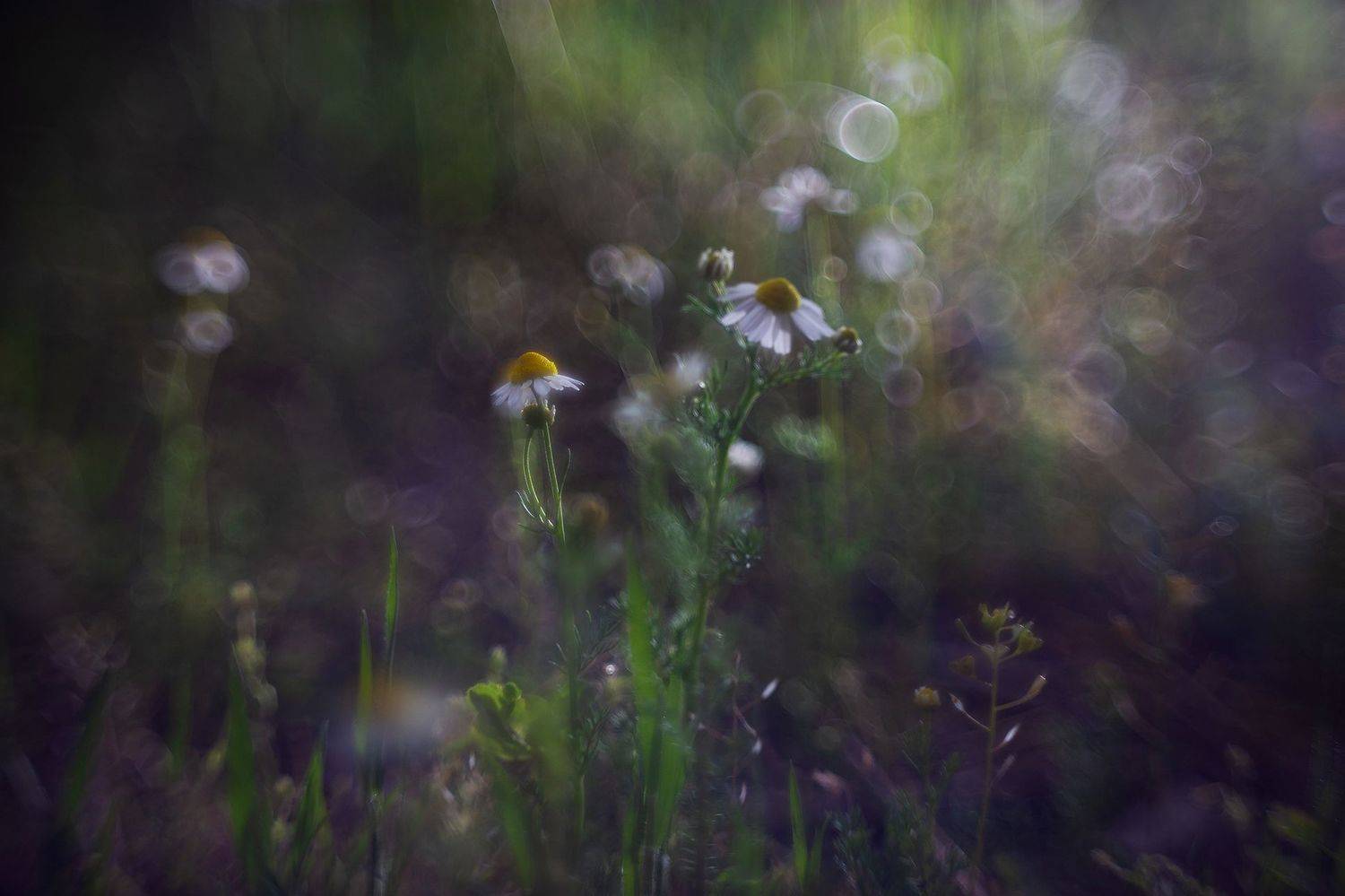 ромашка, Станка Петрова