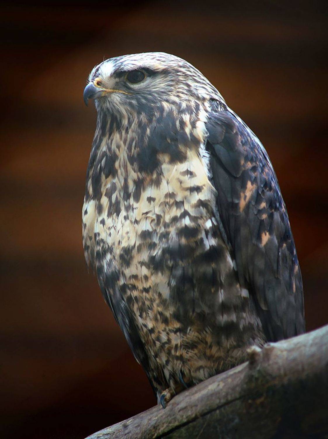 , Алексей Родак