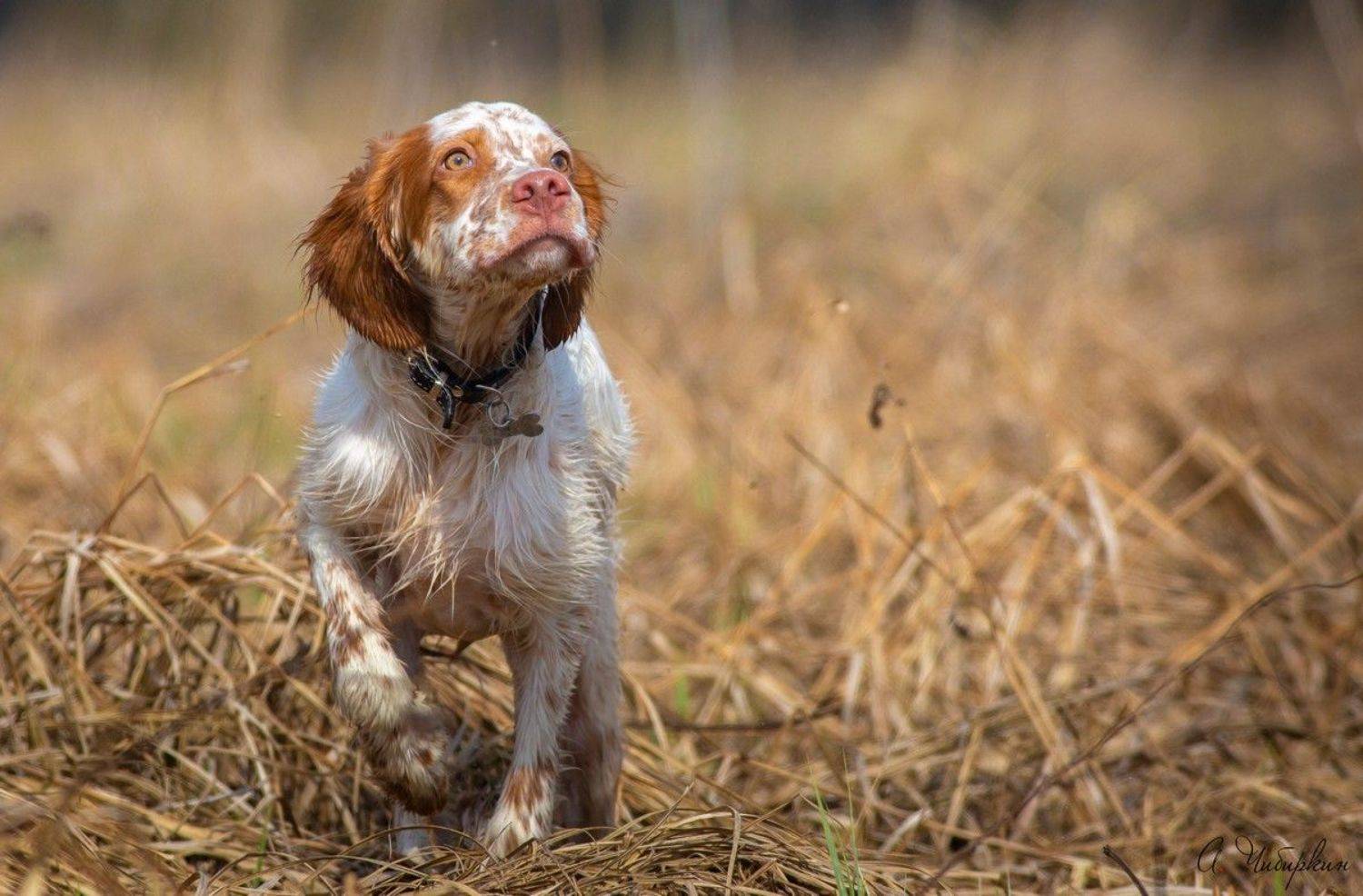 английский_сеттер, охота, стойка, Александр Чибиркин