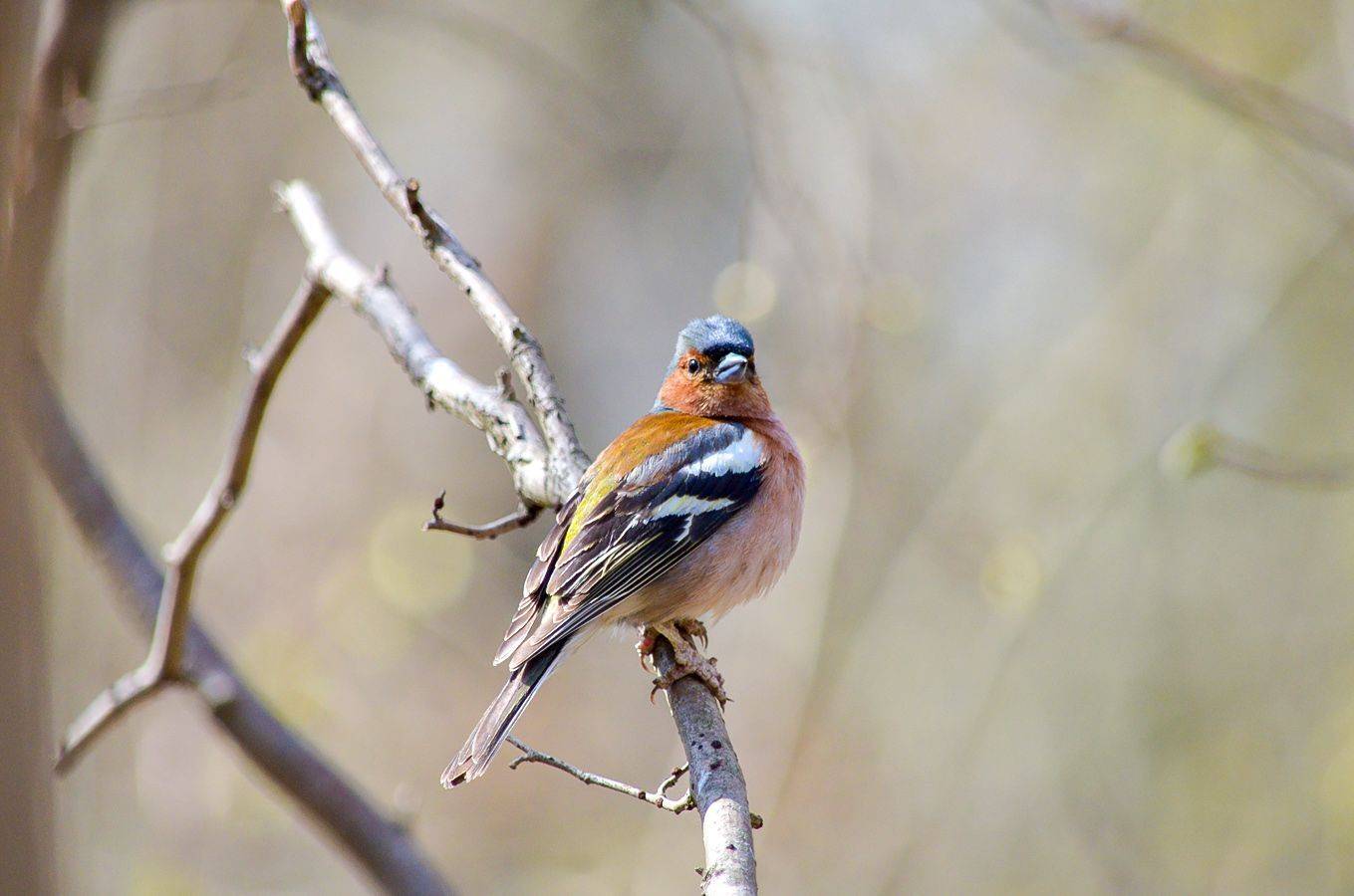 зяблик, КарОл