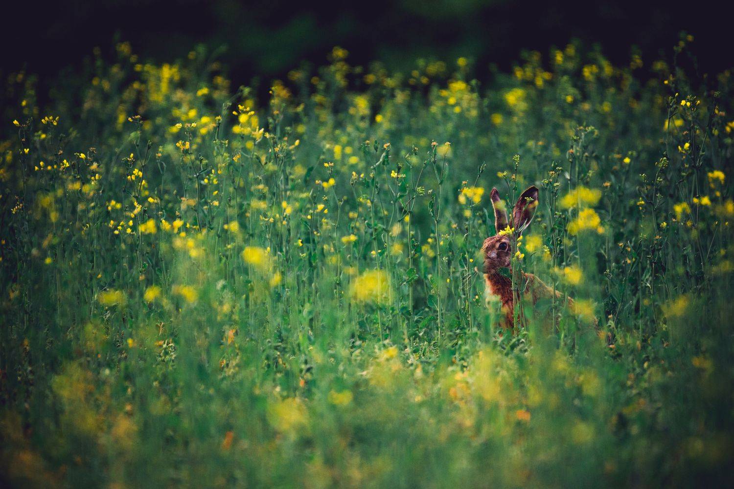 nikon d610,nikon 200-500/5,6, Tihomir Petkov