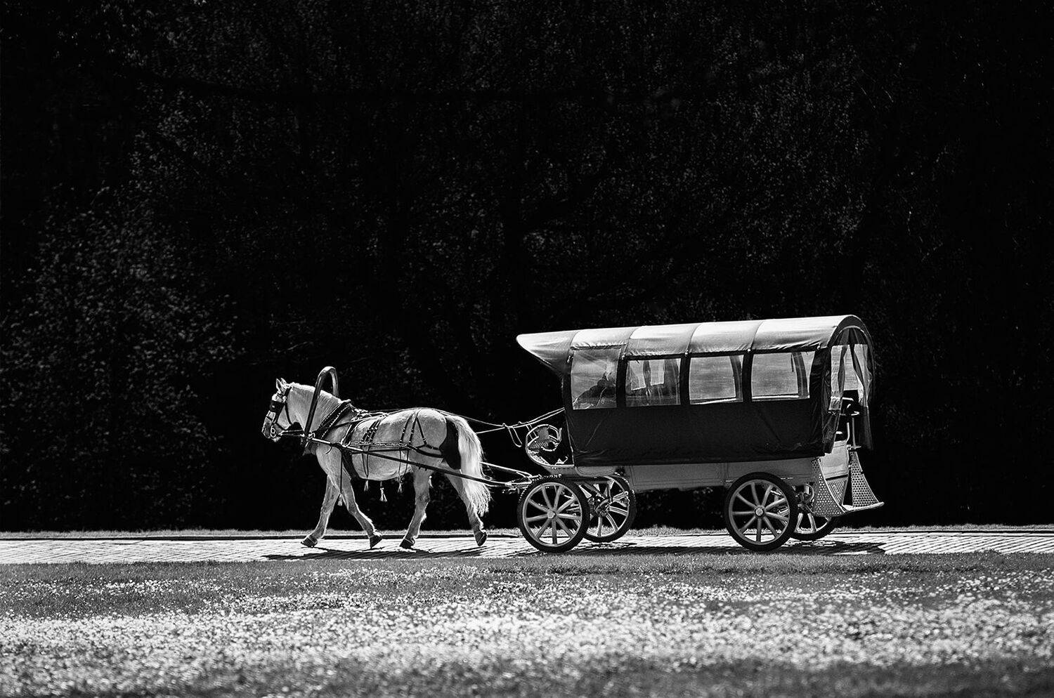 чб фото, стрит фото, животные в городе, весна, парк, Vera Trandina
