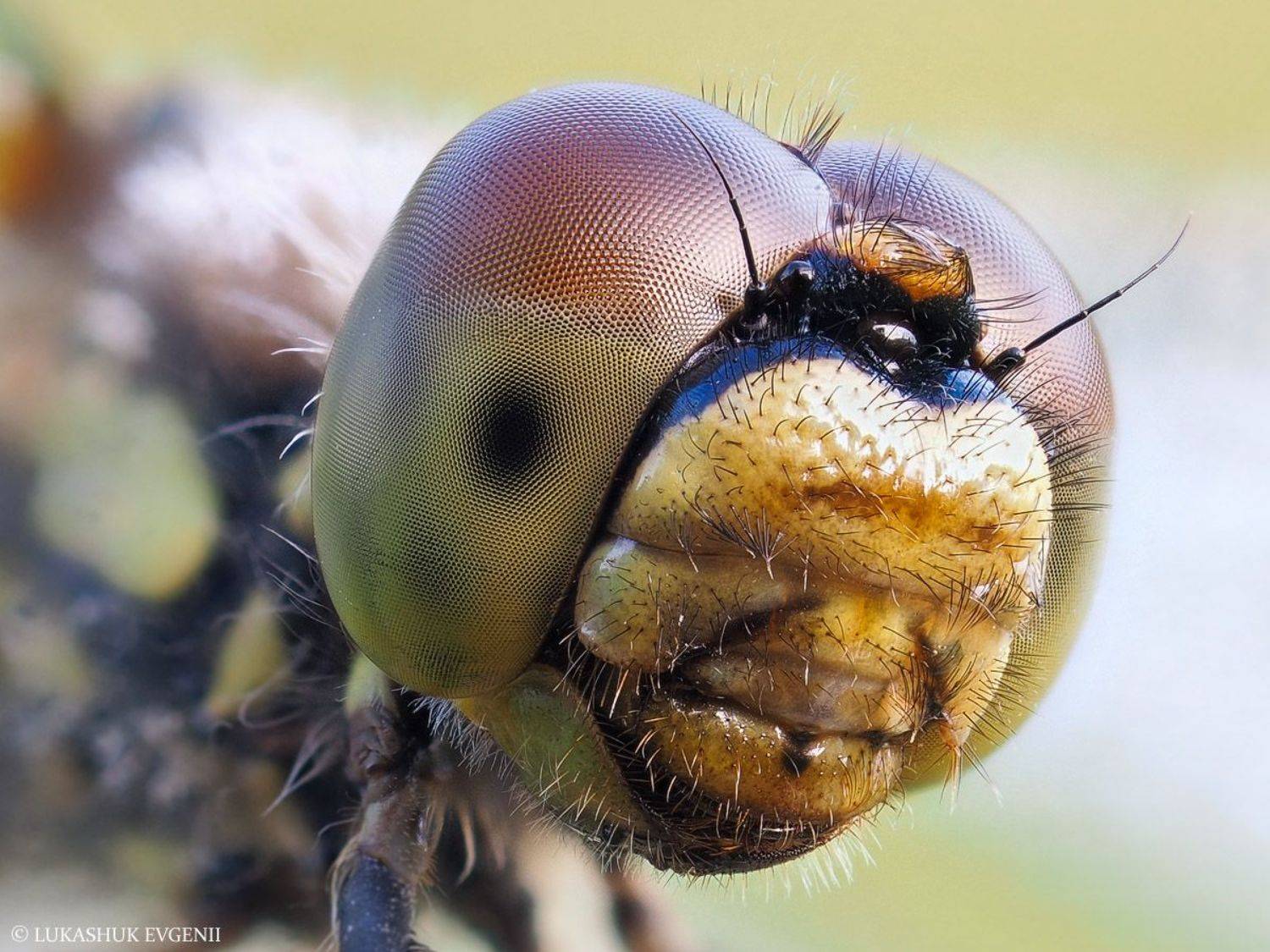 , Евгений Лукашук
