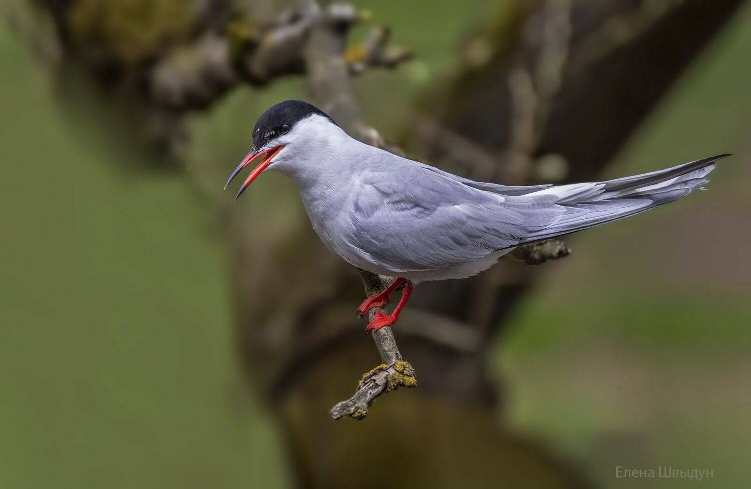 bird of prey, animal, birds, bird,  animal wildlife,  nature,  animals in the wild, речная крачка, крачка,sterna hirundo, Елена Швыдун