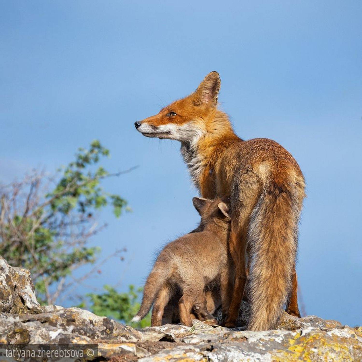 , Татьяна Жеребцова