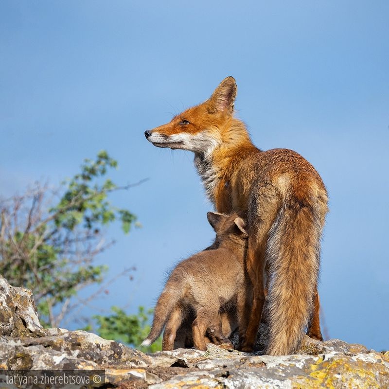Лиса фото превью