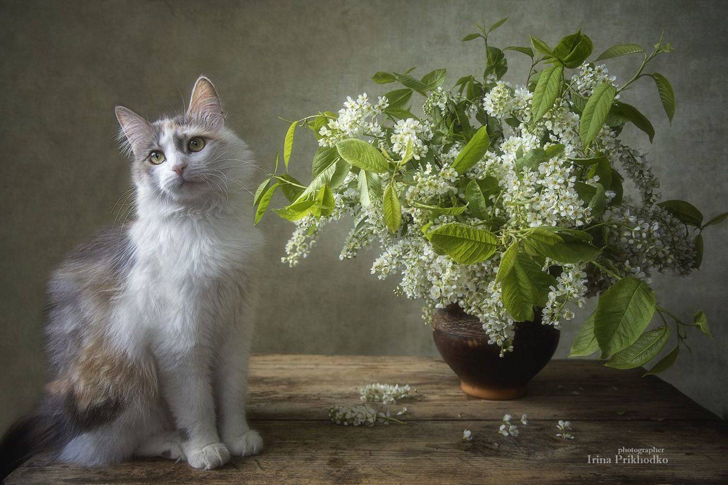 натюрморт, весна, черемуха, цветы, букеты, кошки, домашние питомцы, котонатюрморт, постановочное фото, Приходько Ирина