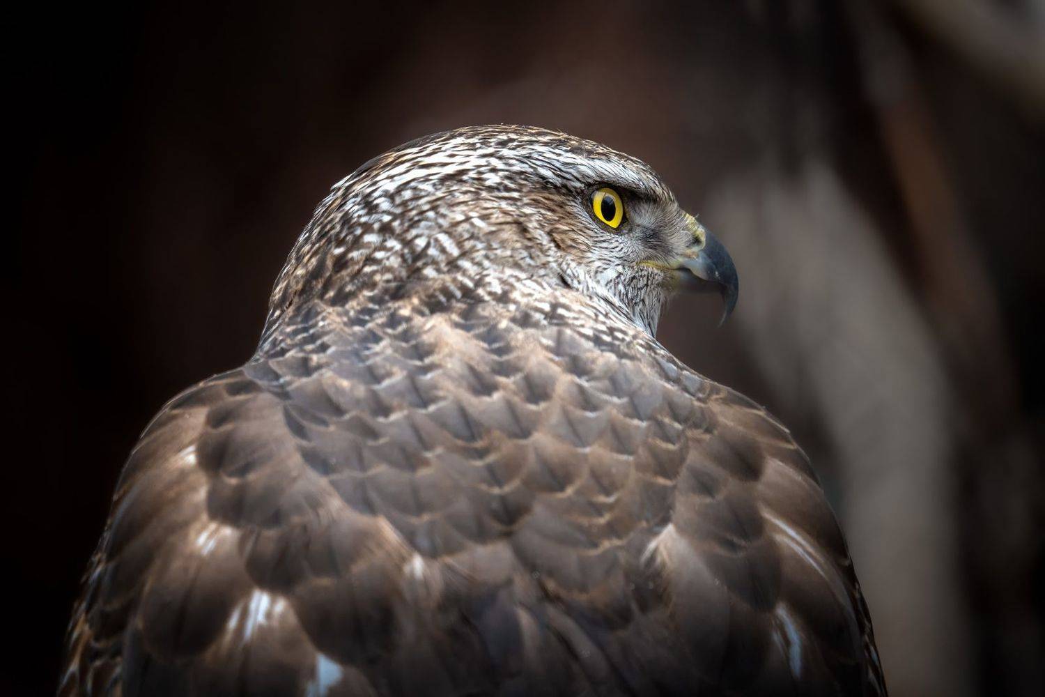 , Алексей Вымятнин