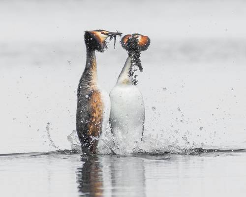 Танцы на воде