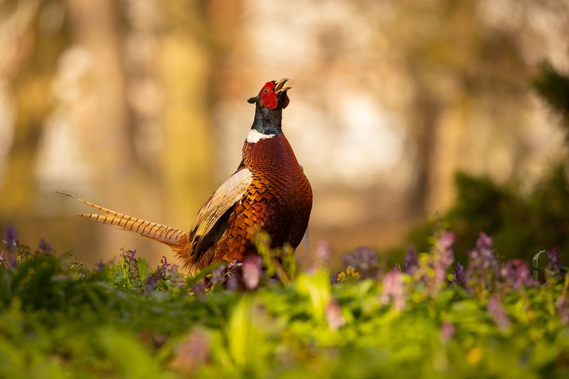 Pheasant фото превью