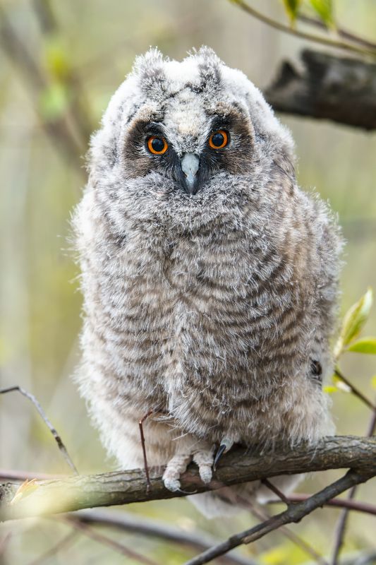 сова, птицы, природа Слёток ушастой совы фото превью