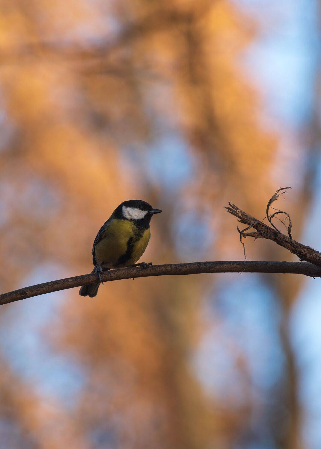 большая синица, Алексей Рыльский