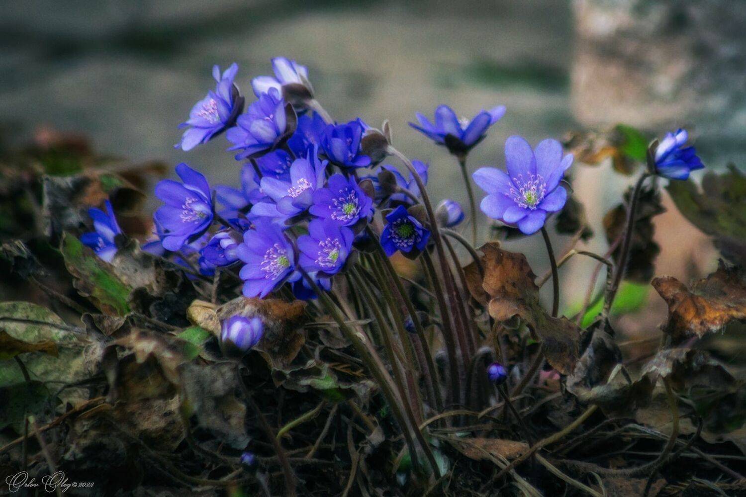 , Орлов Олег