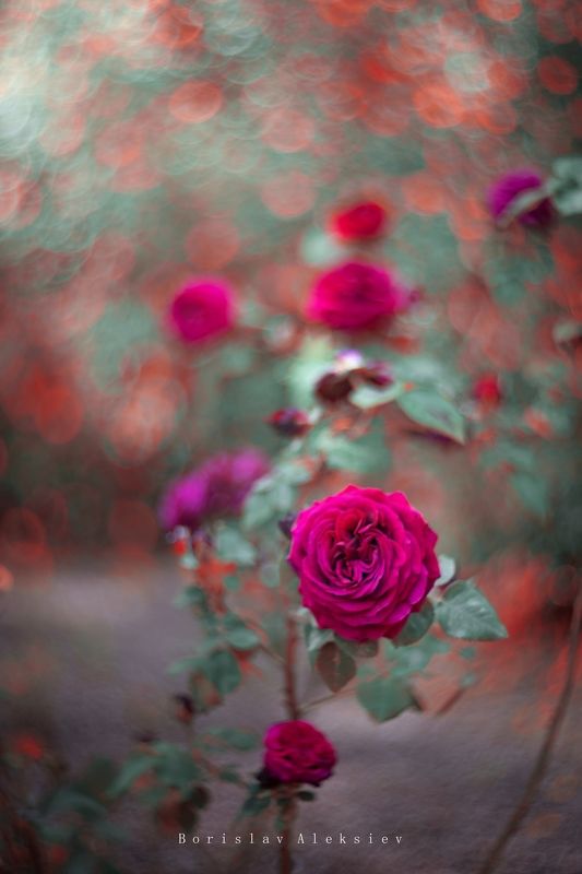 Pink фото превью