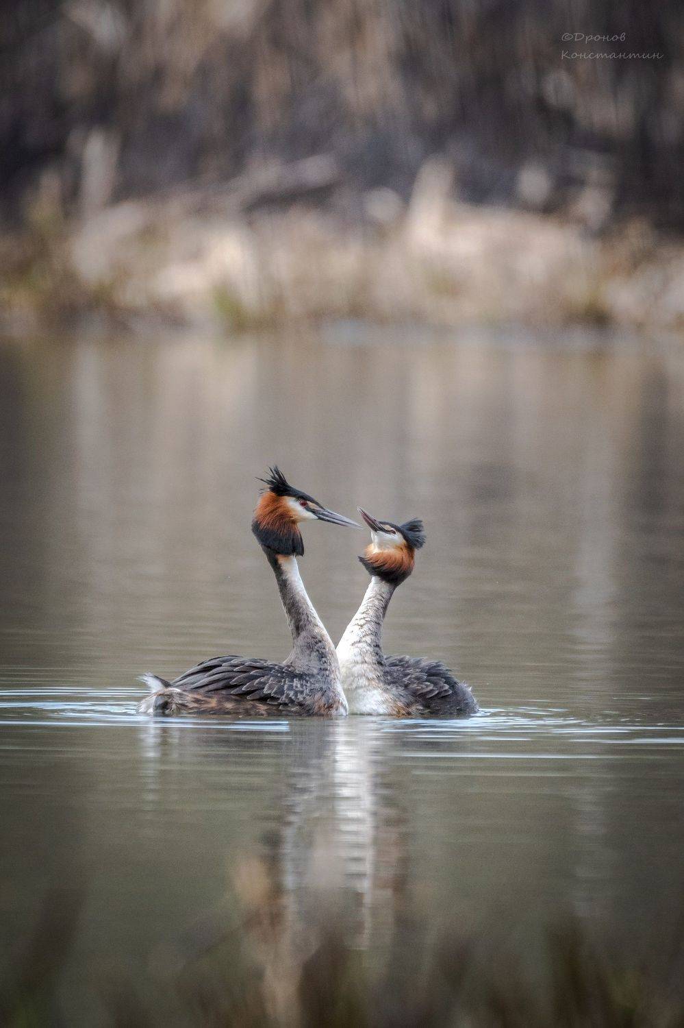 птицы, фотоохота, чомги, большие поганки, Дронов Константин