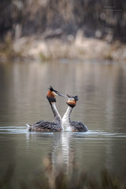 птицы, фотоохота, чомги, большие поганки На свидании фото превью