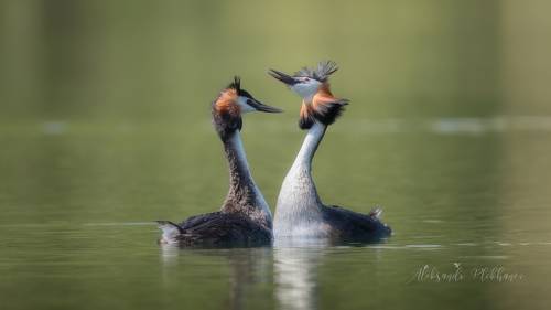 Танец любви