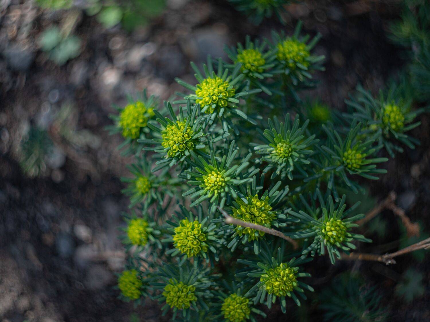 Весна, трава, цветы, боке, Евгения Журавлева
