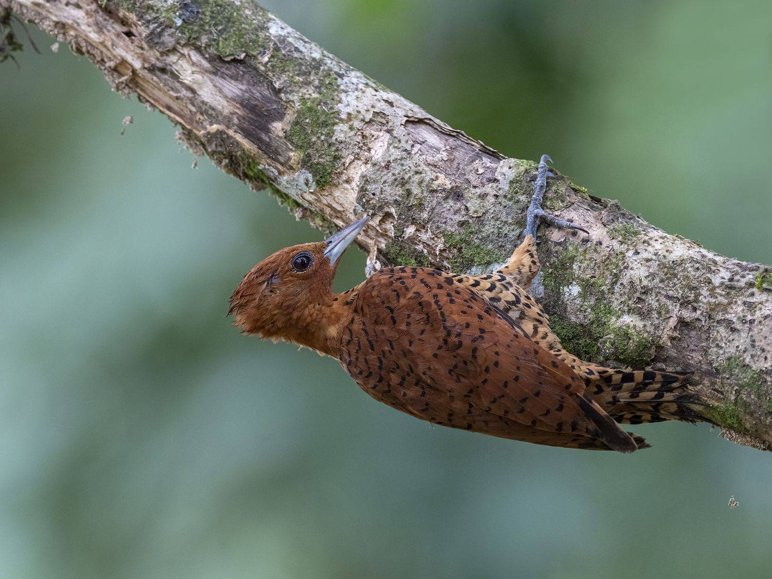 , Fernando Burgalin Sequeira