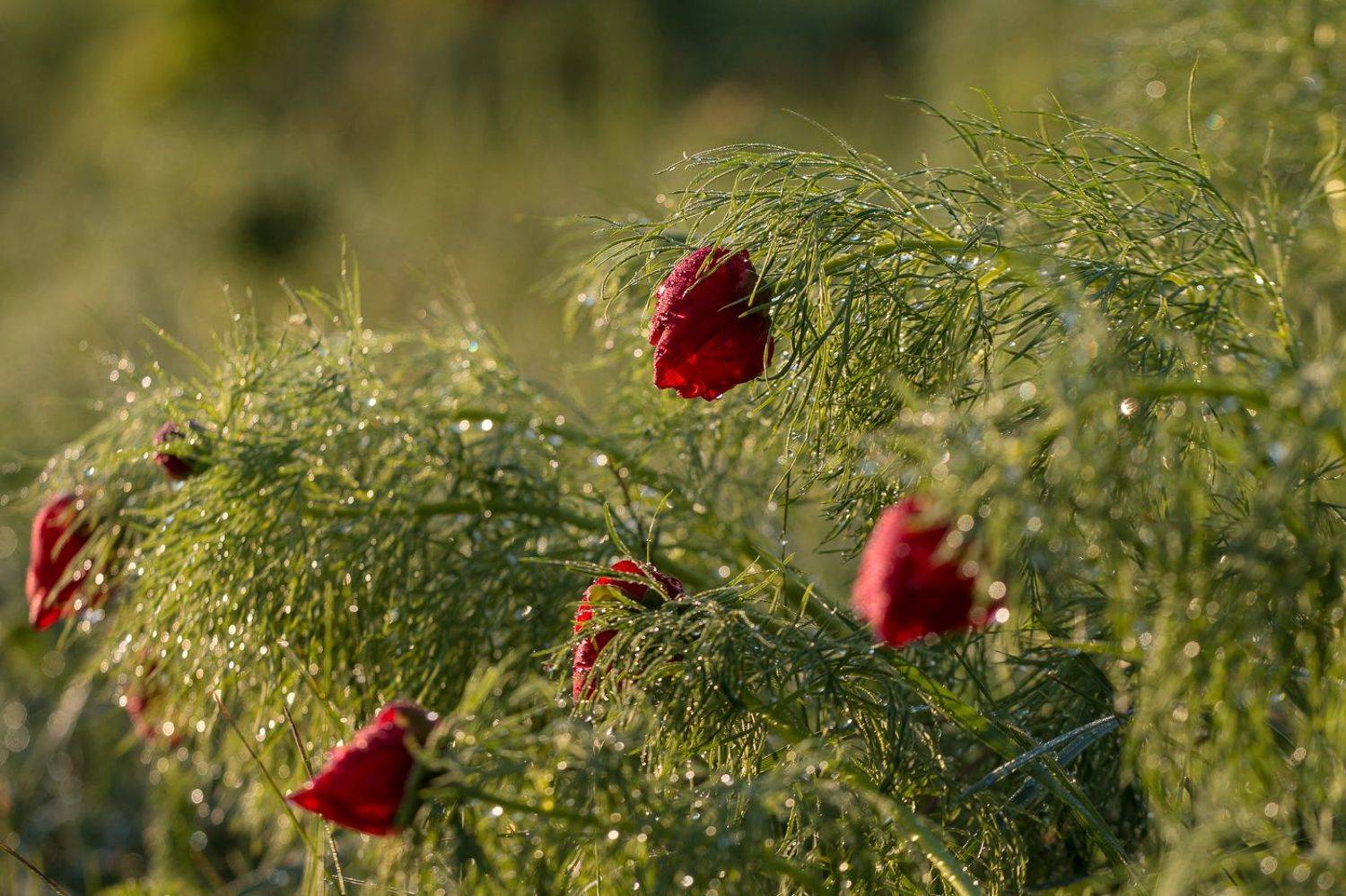 пион узколистный, воронец, весна, первоцветы, цветы, flowers, primulas, paeonia tenuifolia, Алексей Юденков