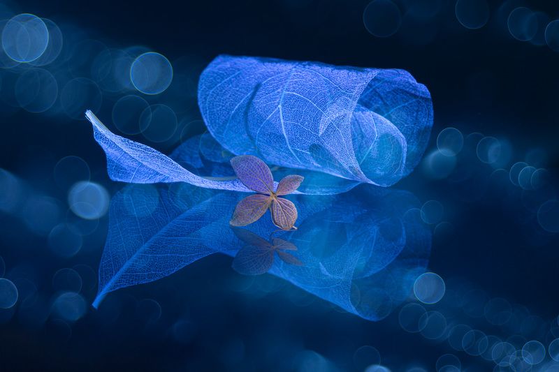 close-up, still life Oblivion фото превью
