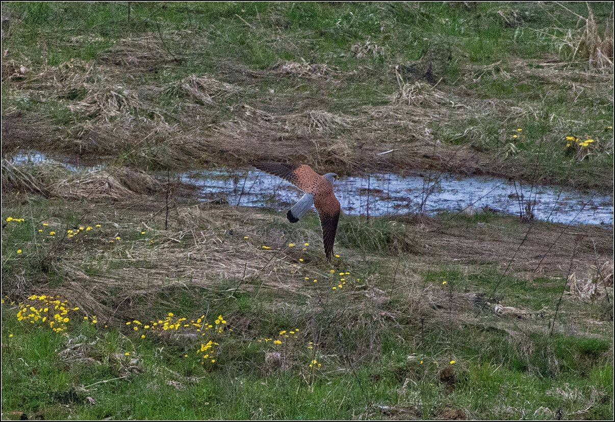 москва, парк, птица, АНАТОЛИЙ ДОВЫДЕНКО