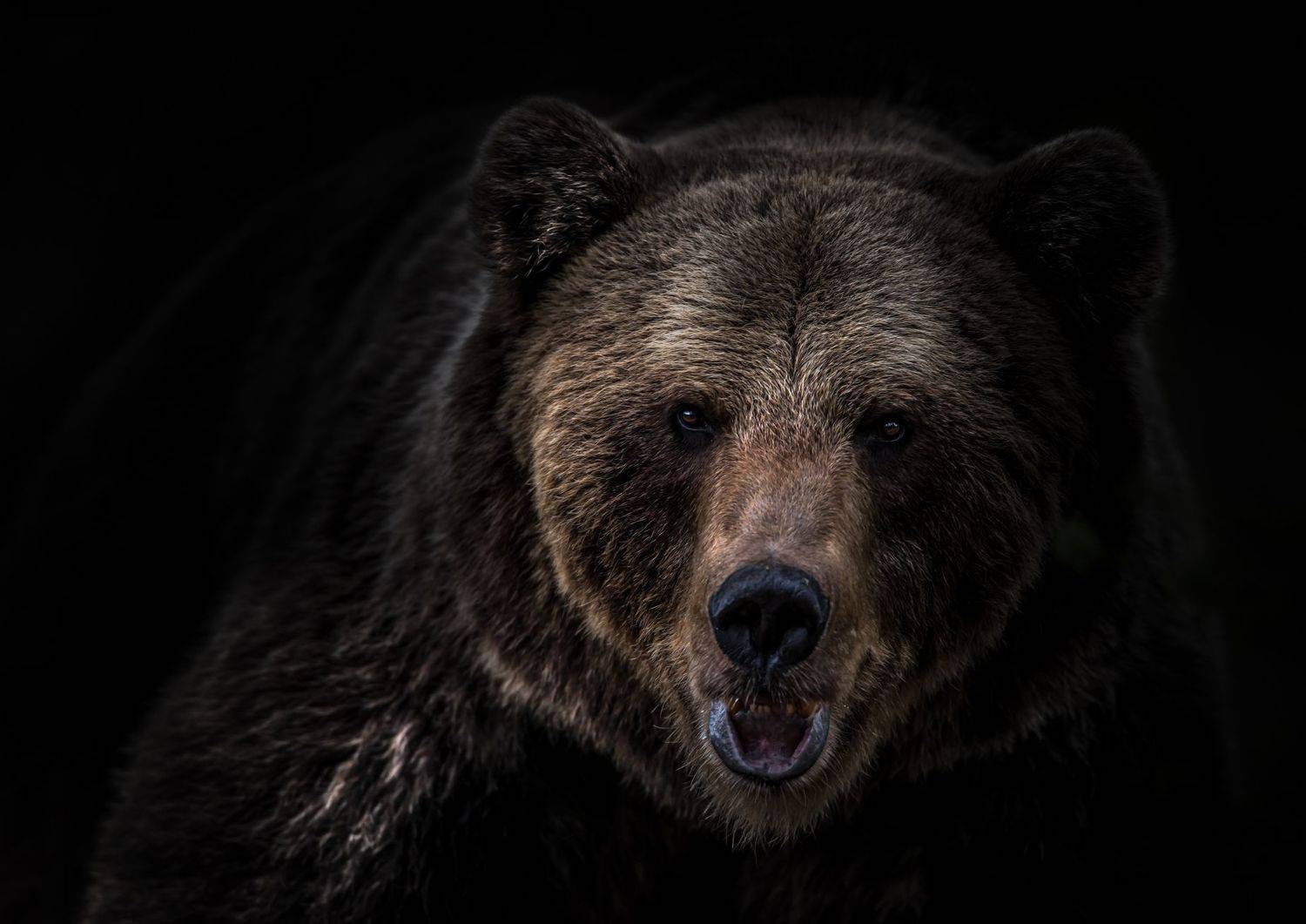 bear, finland, darkness, Jarkko J&auml;rvinen