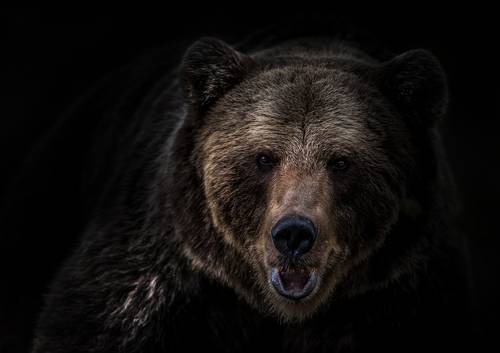 Bear closing in