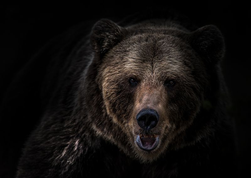 bear, finland, darkness Bear closing in фото превью
