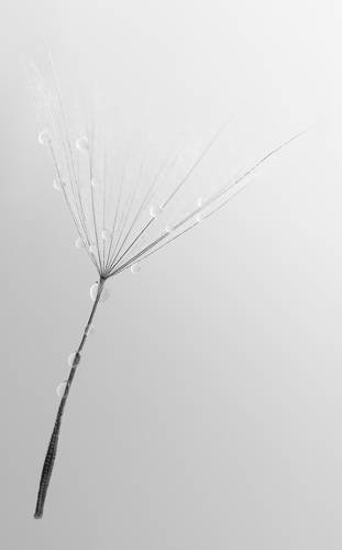 Black - white dandelion