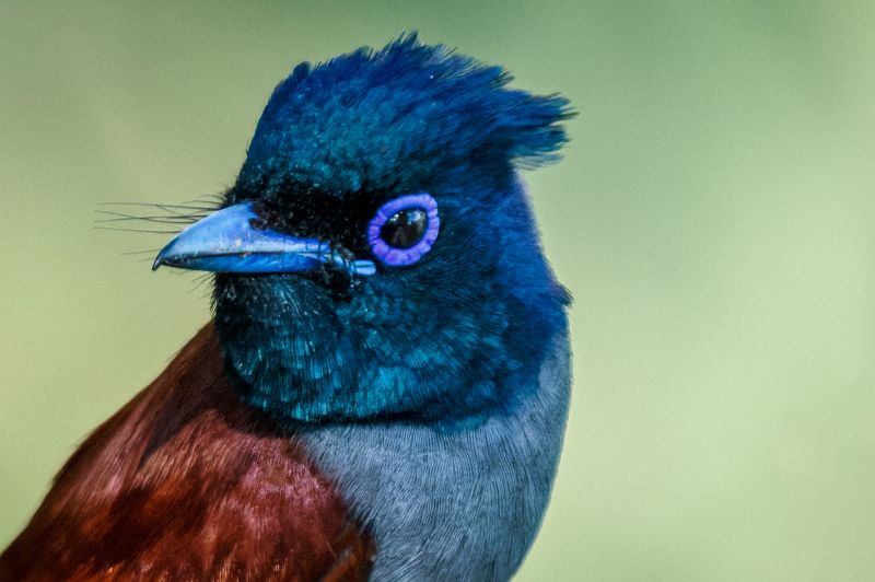 绶带鸟 фото превью