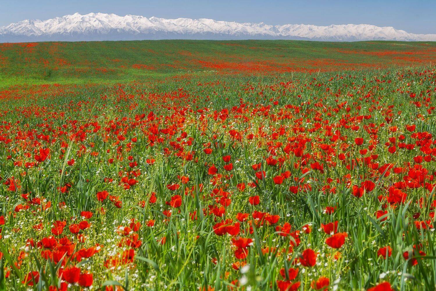 кыргызстан, маки, Элина Магалимова