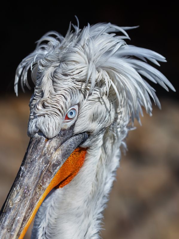 кудрявый пеликан Кудрявый пеликан фото превью