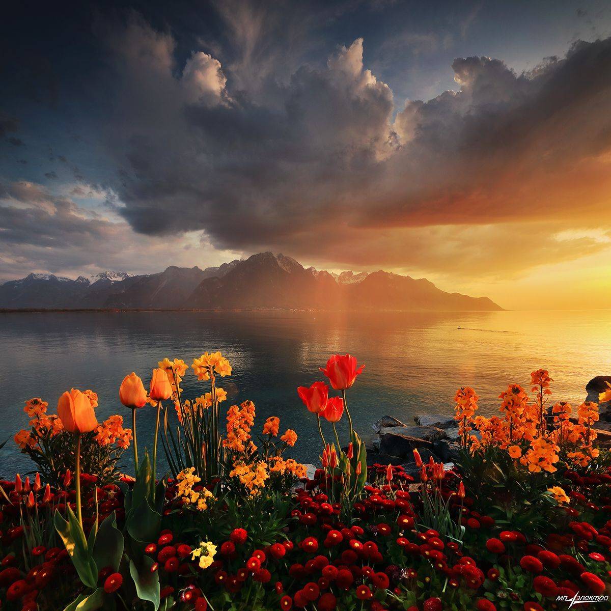 swiss, Матвеев Николай