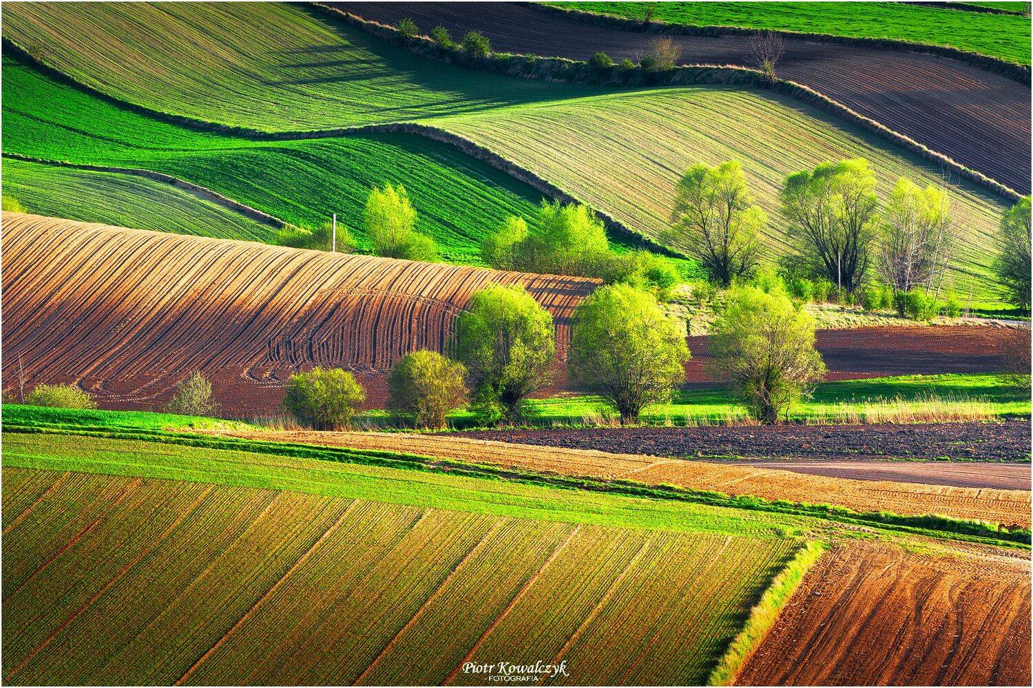 polska, ponidzie, wiosna, Kowalczyk Piotr