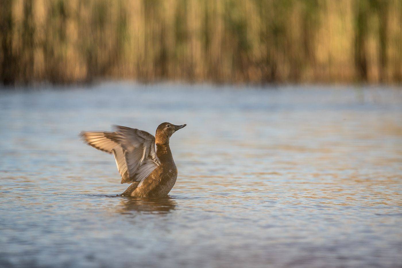 , Илья Михеев