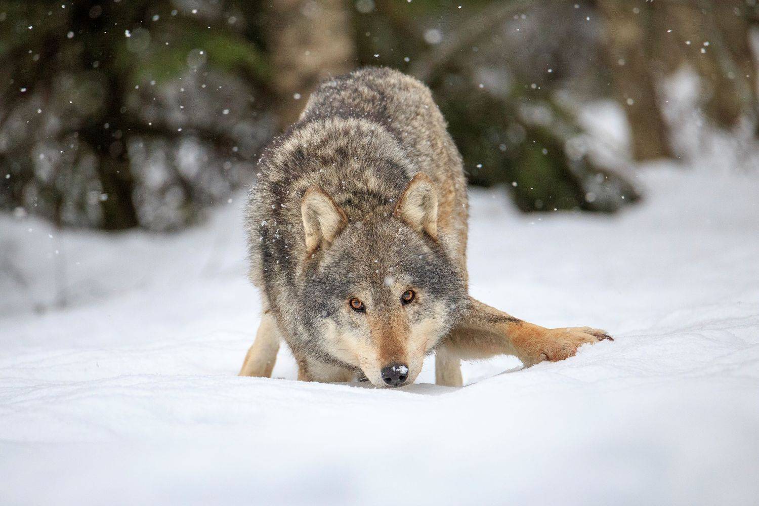 , Проценко Татьяна