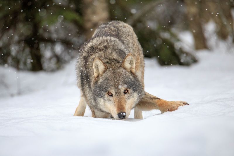 Из сказки натурализовался... фото превью