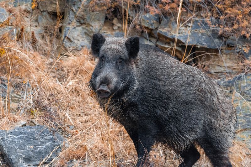 кабан Кабанчик фото превью
