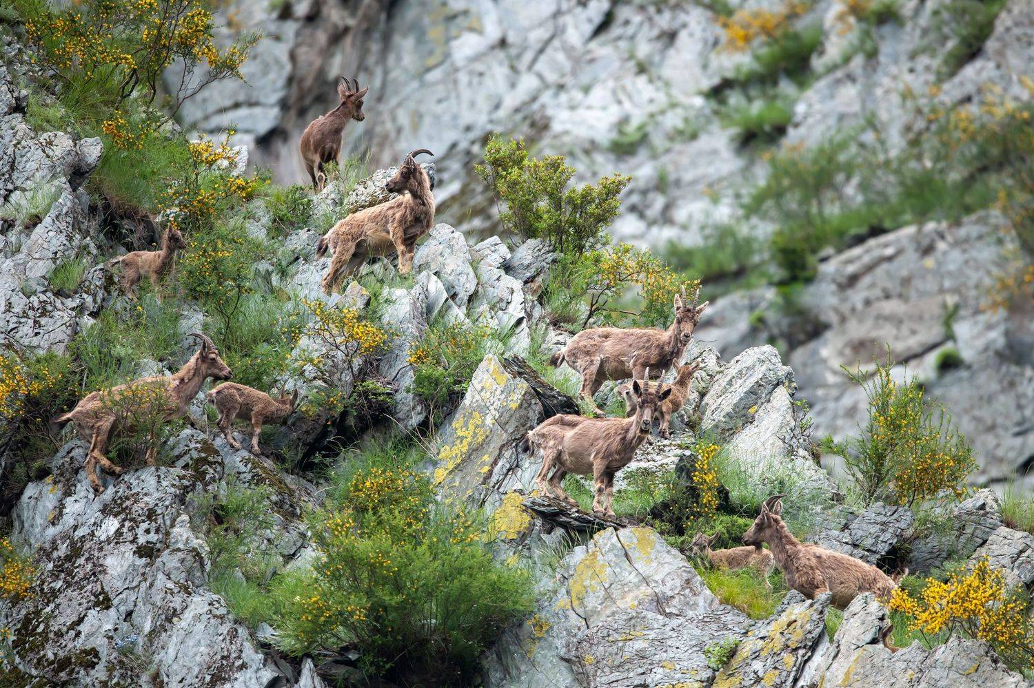сибирский горный козел, козерог, Роман Афанасьев