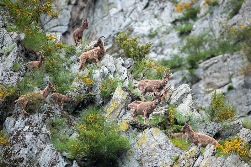 сибирский горный козел, козерог Козлушки в акации фото превью