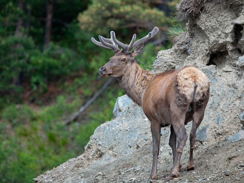 марал Пантач на солонце фото превью