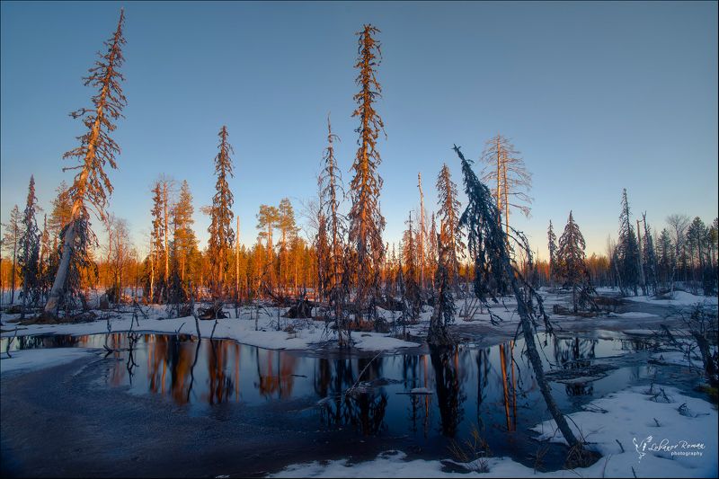 национальный, парк Карельское болото фото превью