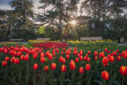 Севастопольское тюльпановое утро