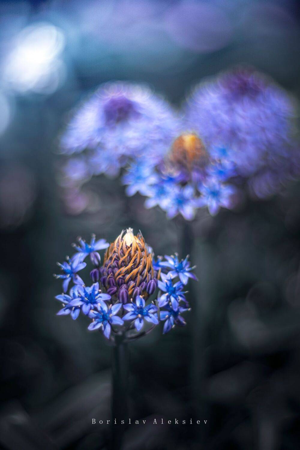 flowers,yellow,blue,bokeh,nature,light,bokeh,zenit,helios,fujifilm.xt3, Борислав Алексиев