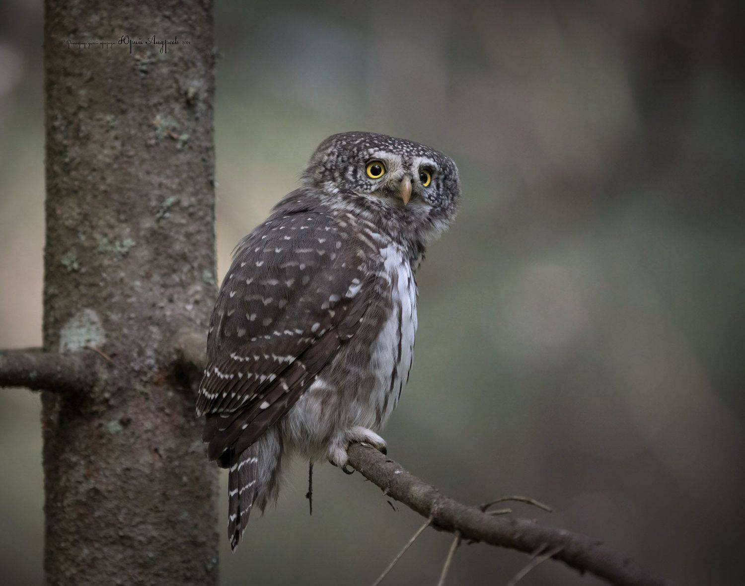 воробьиный сыч, сенчитский бор, сыч-воробей, сова, лес, тёмный лес,, Юрий Андреев