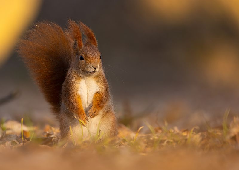 Squirrel фото превью