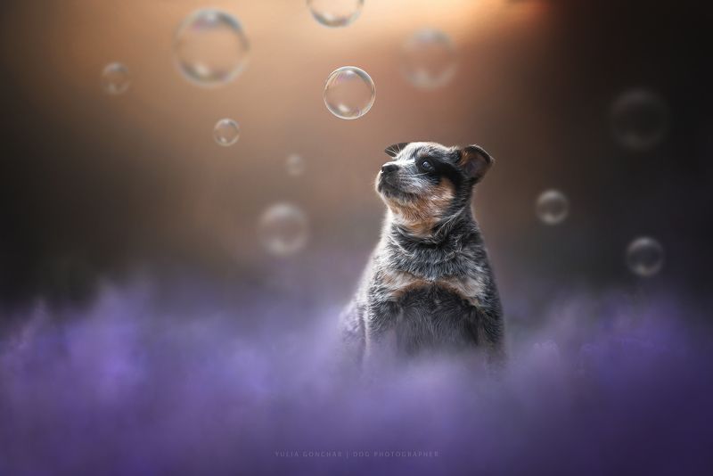 АР Ямомото фото превью