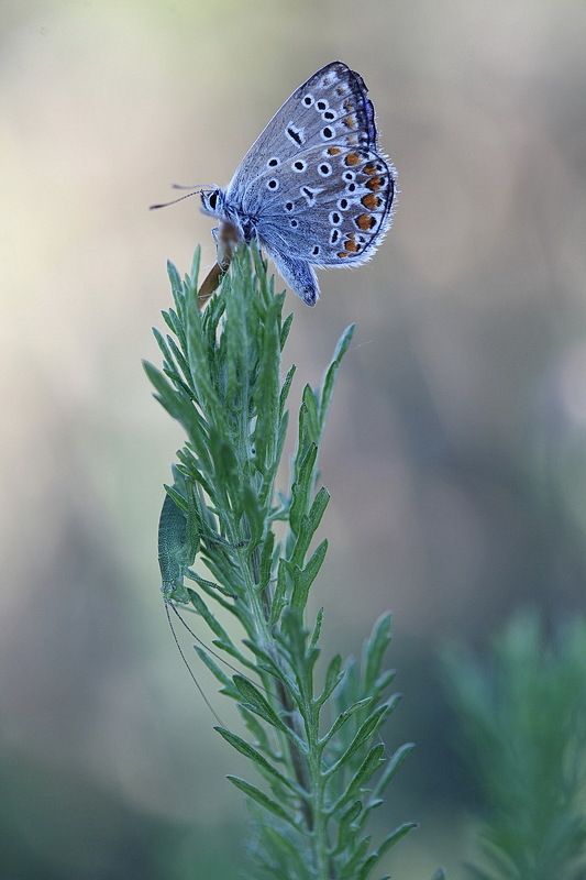 *** фото превью